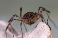 Le Faucheur pineux (Opiliones - Phalangiidae - Odiellus spinosus)